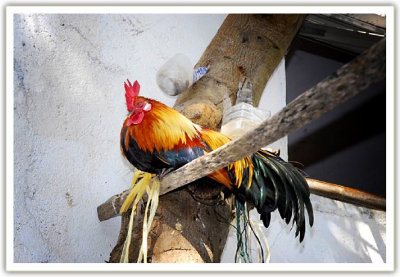 Sleepy rooster. Nam Gnum, Laos