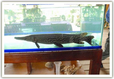 Aligator fish Thagnone Vientiane, Laos