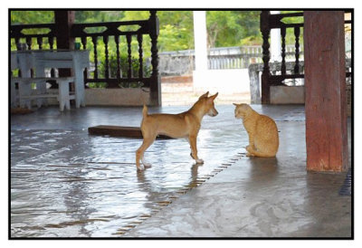 Temple pets.  Laos
