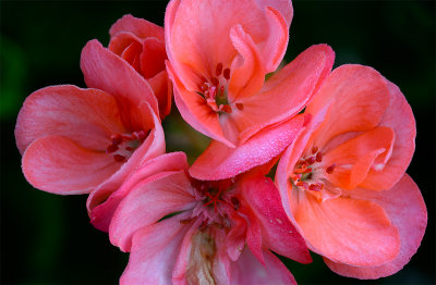 Dewy Geranium