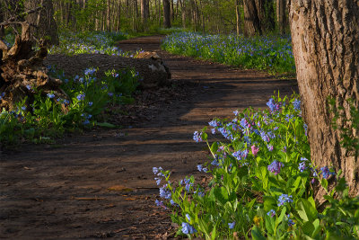 Illinois Blue Bells