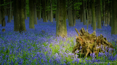 Remains of a fallen tree in the bluebell sea