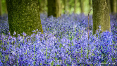 A sea of bluebells