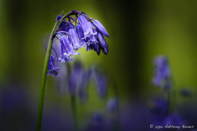 Bluebell Woods in Kent
