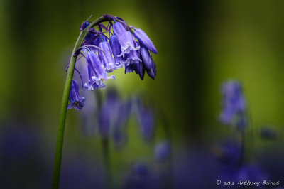 Bluebell head