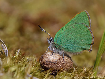 Groentje - Green Hairstreak - Callophrys rubi