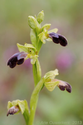 'Bruine Ophrys' - Sombre Bee-orchid - Ophrys fusca 