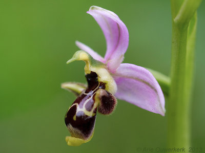 Sniporchis - Woodcock Bee-orchid - Ophrys scolopax
