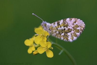 Orange Tip - Oranjetipje - Anthocharis cardamines