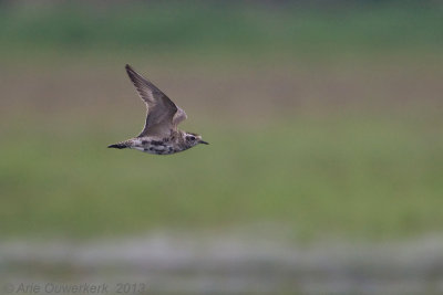 American Golden Plover - Amerikaanse Goudplevier - Pluvialis dominica