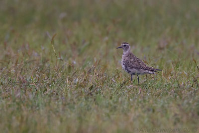 American Golden Plover - Amerikaanse Goudplevier - Pluvialis dominica