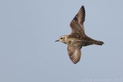 American Golden Plover - Amerikaanse Goudplevier - Pluvialis dominica