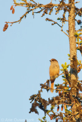 Siberian Jay - Taigagaai - Perisoreus infaustus