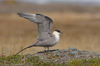 Long-tailed Jaeger (Skua) - Kleinste Jager - Stercorarius longicaudus