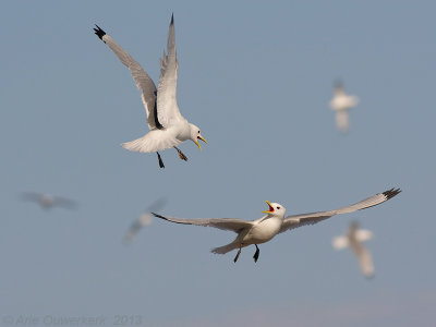 Black-legged Kittiwake - Drieteenmeeuw - Rissa tridactyla