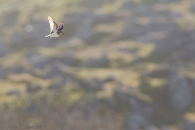 Temminck's Stint - Temmincks Strandloper - Calidris temminckii