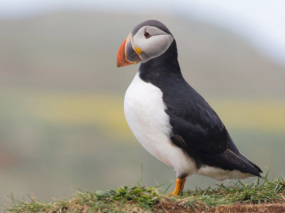 Atlantic Puffin - Papegaaiduiker - Fratercula arctica