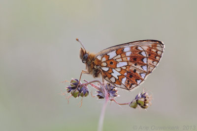 Zilveren Maan - Small Pearl-bordered Fritillary - Boloria selene