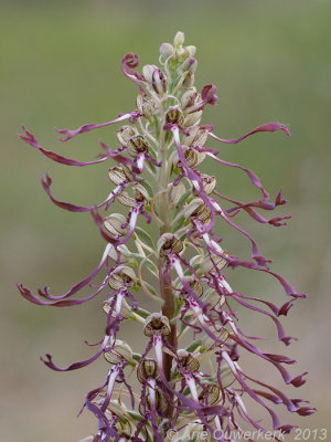 Bokkenorchis - Lizard Orchid - Himantoglossum hircinum