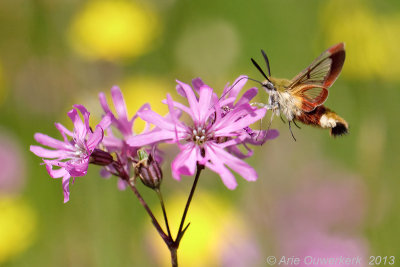 Glasvleugelpijlstaart - Broad-bordered Bee Hawk-moth - Hemaris fuciformis