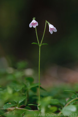 Linnaeusklokje - Twinflower - Linnaea borealis
