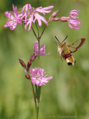 Glasvleugelpijlstaart - Broad-bordered Bee Hawk-moth - Hemaris fuciformis