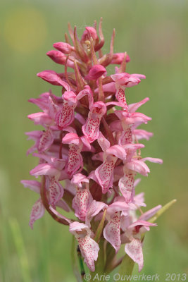 Vleeskleurige Orchis - Early Marsh Orchid - Dactylorhiza incarnata