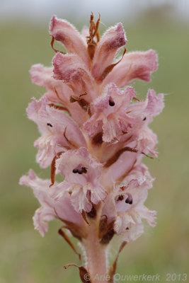 Walstrobremraap - Bedstraw Broomrape - Orobanche caryophyllacea 