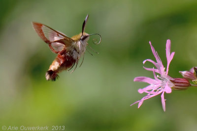 Glasvleugelpijlstaart - Broad-bordered Bee Hawk-moth - Hemaris fuciformis