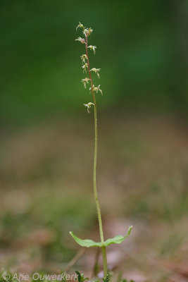 Kleine Keverorchis - Lesser Twayblade - Neottia cordata