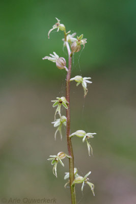 Kleine Keverorchis - Lesser Twayblade - Neottia cordata