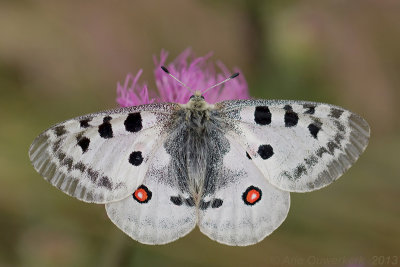 Apollovlinder - Apollo - Parnassius apollo