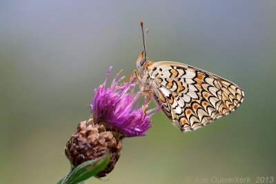 Knoopkruidparelmoervlinder - Knapweed Fritillary - Melitaea phoebe