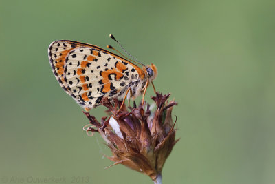 Tweekleurige Parelmoervlinder-Spotted Fritillary-Melitaea didyma