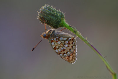 Duinparelmoervlinder - Niobe Fritillary - Argynnis niobe