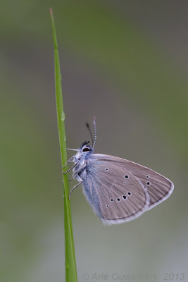 Klaverblauwtje - Mazarine Blue - Polyommatus semiargus