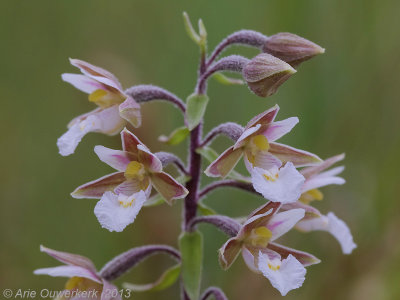 Moeraswespenorchis - Marsh Helleborine - Epipactis palustris