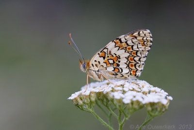 Knoopkruidparelmoervlinder - Knapweed Fritillary - Melitaea phoebe