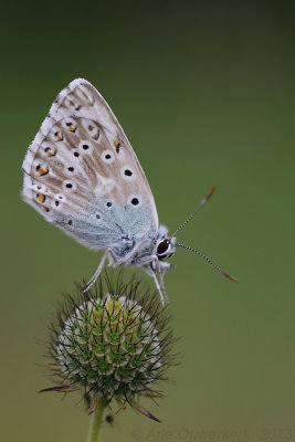 Bleek Blauwtje - Chalkhill Blue - Polyommatus coridon