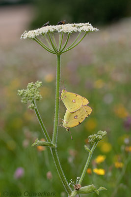 Oranje Luzernevlinder - Clouded Yellow - Collas croceus