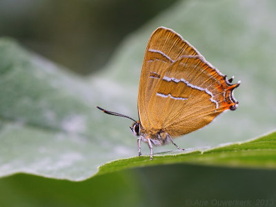 Sleedoornpage - Brown Hairstreak - Thecla betulae