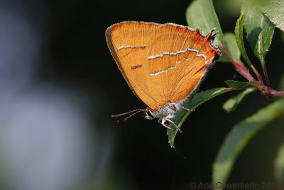Sleedoornpage - Brown Hairstreak - Thecla betulae