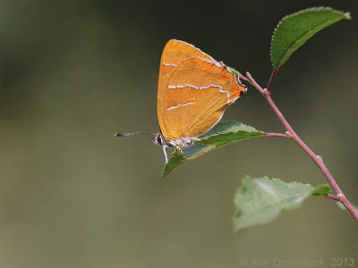 Sleedoornpage - Brown Hairstreak - Thecla betulae