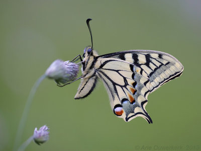 Koninginnenpage - Swallowtail - Papilio machaon