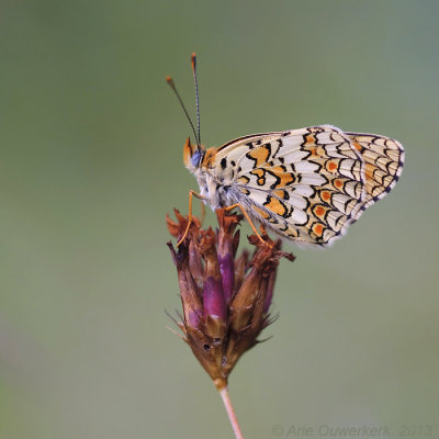 Knoopkruidparelmoervlinder - Knapweed Fritillary - Melitaea phoebe