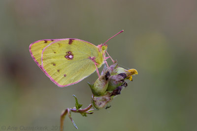 Oranje Luzernevlinder - Clouded Yellow - Collas croceus