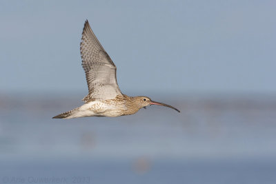 Eurasian Curlew - Wulp - Numenius arquata