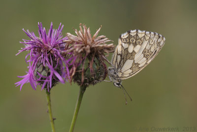 Dambordje - Marbled White - Melanargia galathea