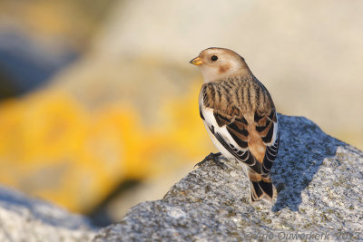 Sneeuwgors - Snow Bunting - Plectrophenax nivalis