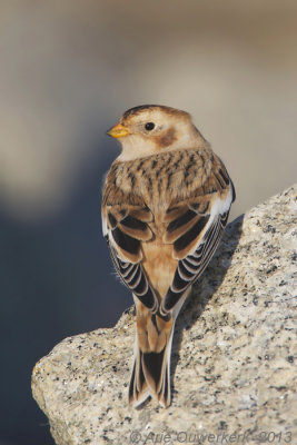 Sneeuwgors - Snow Bunting - Plectrophenax nivalis